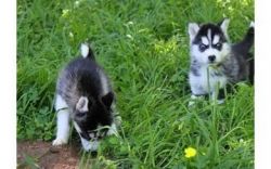 stunning Siberian Husky puppy
