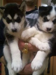 Blue Eyes Siberian Husky Pupp:xxx-xxx-xxxx