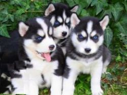 Kc Reg Siberian Husky Puppies