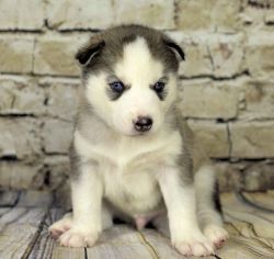 Beautiful Kc Reg Siberian Husky Pups