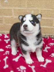 Beautiful Syberian Husky Puppy For Sale