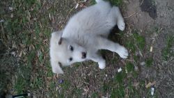 Beautiful White Husky Puppy