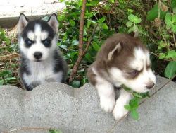 AKC Siberian Husky Available now ready for good family