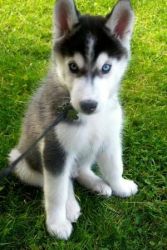 Cute Husky pup pup waiting for his forever home