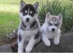 !!!We are re-homing 4 Siberian HUSKY puppies.*
