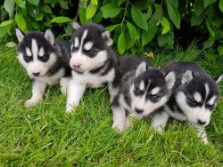 male and female husky pups ready to go