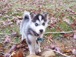 HUSKY PUPPIES FOR SALE