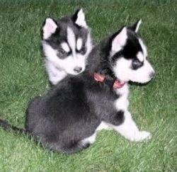 Husky puppies for Xmas
