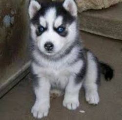 Affectionate Siberian Husky Puppies ready for sale