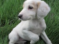 Saluki puppies for adoption