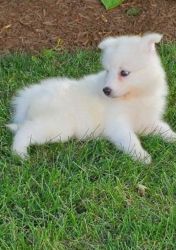 Samoyed male nd female puppies