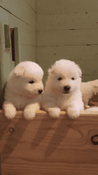 optimistic Samoyed Puppies
