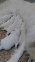 Beautiful Samoyed puppies