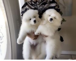 AKC Samoyed puppies