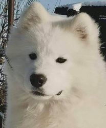 Samoyed Male Pup for Sale