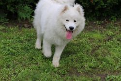 11 month trained Female samoyed puppy up for adoption