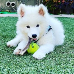 Samoyed puppy for sale in Atlanta