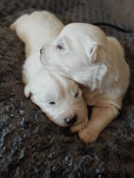 Samoyed mix Puppies