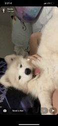 Samoyed Female puppy