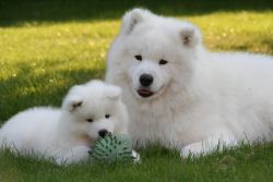 8 beautiful Samoyed puppies 5 girls 3 boys