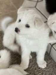 Samoyed mix puppies for sale