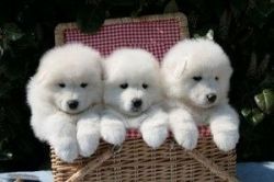 Stunning Samoyed Puppies