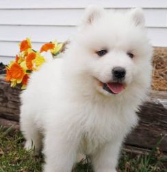 AKC Samoyed Puppies for sale