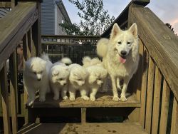 samoyed puppies!