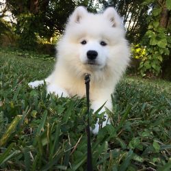 11 Month Samoyed For Sale