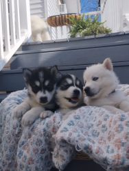 Samusky (Samoyed & Husky) puppies