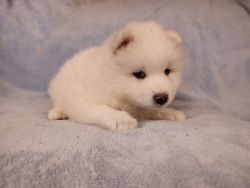Samoyed Puppy Teddy