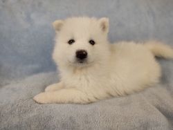 Samoyed Boy Puppy Born 7/21/22 Pauli