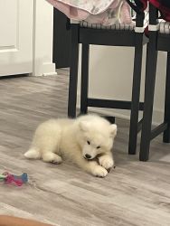 Samoyed puppy for sale!!