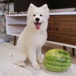 Top quality Male and Female Samoyed puppies