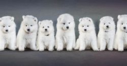 Samoyed puppies Text or WhatsApp at.... +1(5xx) xx4-36xx