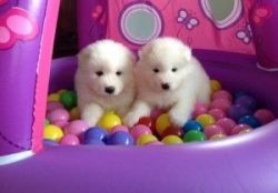 Super adorable Samoyed Puppies
