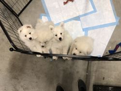Samoyed puppies available for sale