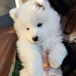 Pedigree Registered Akc Samoyed Puppies Now Available..