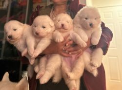 Samoyed puppies for sale at SoCal