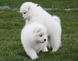 cute samoyed puppies are now ready