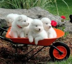 Samoyed puppies for sale.