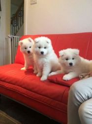 Beautiful Samoyed puppies