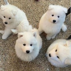 pure samoyed puppy