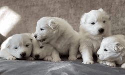 Beautiful samoyed puppies