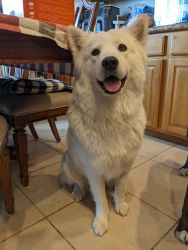 Samoyed/Chow mix for sale!