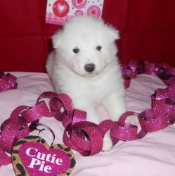 Clean Samoyed Puppies