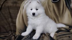 Brianna Samoyed Puppy 11/17/23 DOB