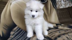 Samoyed Puppy Male Stephan