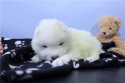 Gorgeous Akc Registered Samoyed Puppies