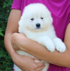 AKC Potty Trained Samoyed puppies for good homes